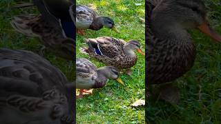 Mallard foraging マガモの採餌 #shorts