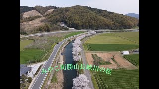 4kドローン【DJI MAVIC AIR2】でみやこ町の長峡川沿いの桜を空撮!!