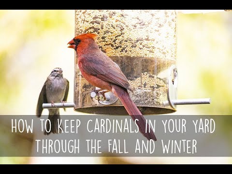 How to Attract Cardinals to Your Garden This Winter