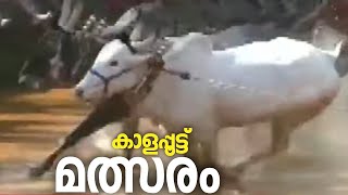 കാഴ്ച്ചക്കാരെ ഹരം കൊള്ളിച്ച്  മലപ്പുറത്തെ കാളപ്പൂട്ട് മത്സരം