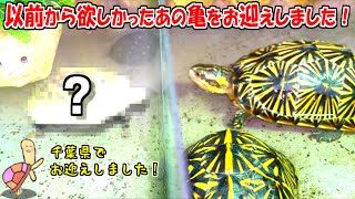 新しい亀を千葉県のブリーダーさんからお迎えしました！【2025.2.11】