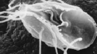 Postgaardida | Wikipedia audio article