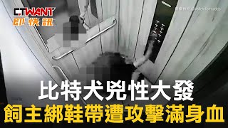 CTWANT 周刊王 即時新聞 / 比特犬兇性大發　飼主綁鞋帶遭攻擊滿身血