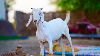Goats #short #goat #agriculture #naat #naatstatus #islamic