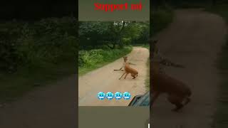 Sable Fight back 🐅Against Lion | #shorts #lion  Happy Diwali