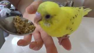 挿し餌を食べるセキセイインコの雛