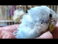 セキセイインコ　なつきすぎ🐦手の中で寝たり起きたりするインコ🐦bird in the palm of my hand 飼い方 なでる なでなで 手のり ペット 鳴き声 種類 人気 すりすり えさ