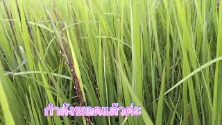 🌾ข้าวมะลิดำหนองคาย 62 กข 83 🌾ซอดแล้วค่ะ สนใจเมล็ดพันธุ์   098-5645242