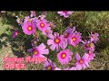 COSMOS FLOWER /コスモス/Kaznette vlog