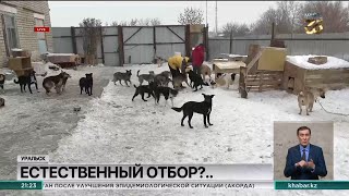 Зоозащитники жалуются на отстрел бродячих собак в ЗКО