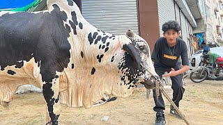 Types of People in Cow Mandi