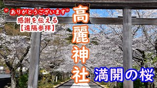 Koma Shrine of cherry blossoms【遠隔参拝】桜の高麗神社🌸いつもと違う境内をお楽しみください✨