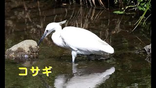 [4K60P]コサギ／Ｋ川