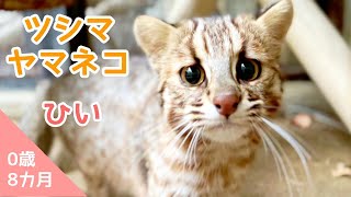 【福岡市動物園】ツシマヤマネコ「ひい」近距離映像