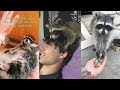 Raccoons of TikTok (very cute compilation)