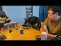 very interesting german shepherd dog s way to ring a bell