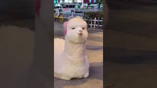 Cute Llama Alpaca can Attack Human | Hilairous | Funniest Animals Videos | #Shorts #2