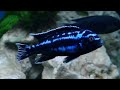 Electric Blue Johanni, Melanochromis Johannii : African Cichlids of Lake Malawi.