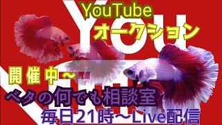 ベタの飼育応援番組♬【2021年8月23日】ベタの何でも相談室