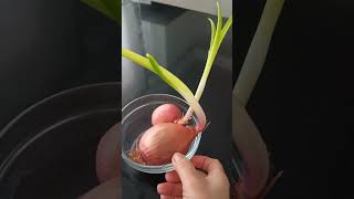 #growingup #onion