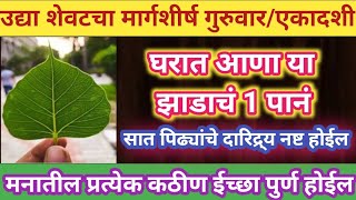 उदया शेवटचा मार्गशिर्ष गुरुवार घरात आणा या झाडाचे 1 पानं, सात पिढ्यांचे दारिद्र्य नष्ट होईल