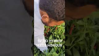 #sv tej hybrid seeds honour 2024-2025 best quality