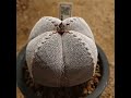 1분난봉옥리뷰_0005화 사각온즈카난봉옥 astrophytum myriostigma onzuka