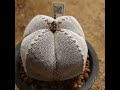 1분난봉옥리뷰_0005화 사각온즈카난봉옥 astrophytum myriostigma onzuka