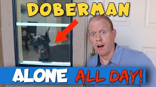 Free Roaming a Doberman in YOUR HOUSE - with Petcube Cam!