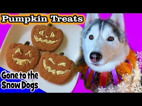 DIY Halloween Dog Treats Jack-o-Lantern | DIY Dog Treats | Snow Dogs Snacks 85 DIY Halloween Dog Treats Jack-o-Lantern | DIY Dog Treats | Snow Dogs Snacks 85