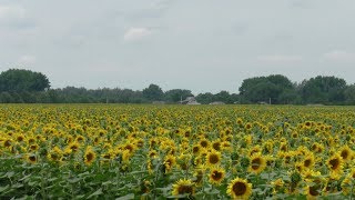 Повернення бджіл з соняшника. Просто бджоли. 01.07.18