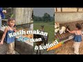 BERANI NAIK KUDA SENDIRI & KASIH MAKAN HEWAN