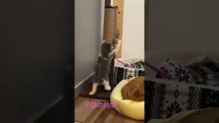 #子猫保護 #猫動画 #猫の赤ちゃん #猫のいる生活 #生後1ヶ月 #可愛い猫