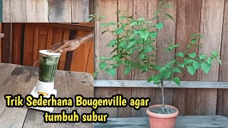 TRIK SEDERHANA AGAR BIBIT BOUGENVILLE DAUN LAYU DAN GUGUR  CEPAT TUMBUH KEMBALI.