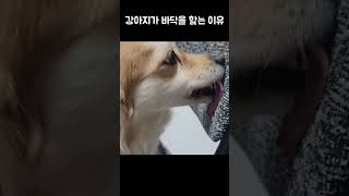 강아지가 바닥을 핥는 이유