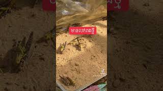 របៀបយកពងកណ្ដូប​#voiceeffects #agriculture #insects