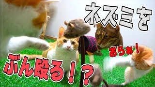 猫がネズミに襲いかかる！！チューチュー鳴くネズミに猫パンチ連発www