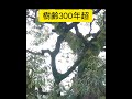 【強力‼️】超パワースポット晴明神社の御神木🌈奇跡のパワーをお受けください パワースポット ショート 開運 kyoto