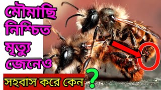 নিশ্চিত মৃত্যু জেনেও মৌমাছিরা কেন মিলন করে। Amazing Honey Bee Intercourse মৌমাছির প্রজনন।