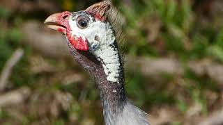 Udomowiona perlica zwyczajna perliczki (Numida meleagris), domesticated helmeted guineafowl (4K)