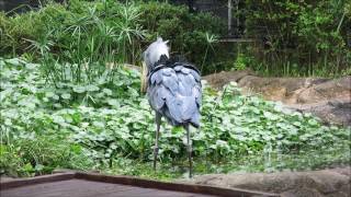 shoebill、ビオトープ池で遊ぶハシビロコウ＠のいち動物公園