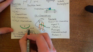 Introduction to Chemokines Part 2