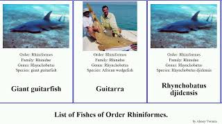 List of Fishes of Order Rhiniformes. guitarfish Bowmouth Giant Smoothnose Modern Situations Heads