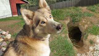 My Husky Digs a GIANT Hole And Wants to LIVE Inside it!