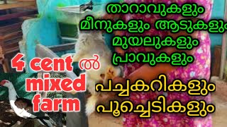 ആടുകൾ ,താറാവുകൾ ,മുയലുകൾ ,മീനുകൾ ,പ്രാവുകൾ ,4 cent സ്ഥലത്തെ എന്റെ mixed ഫാം