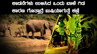 Elephants showing mercy | ಕಾಡನೆಗಳು ಉಳಿಸಿದ ಒಂದು ಬಾಳೆ ಗಿಡ