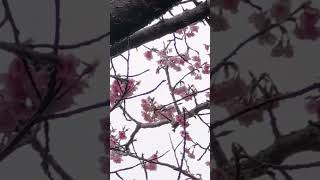 2023/1/24 台北淡水天元宮後山櫻花🌸