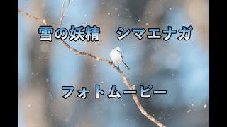 雪の妖精 シマエナガ　フォトムービー