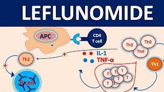 Leflunomide 20 mg(arava) for Rheumatoid arthritis || Precautions, side effects