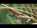 cinnamon sedge limnephilus lunatus woods mill sussex october 2021